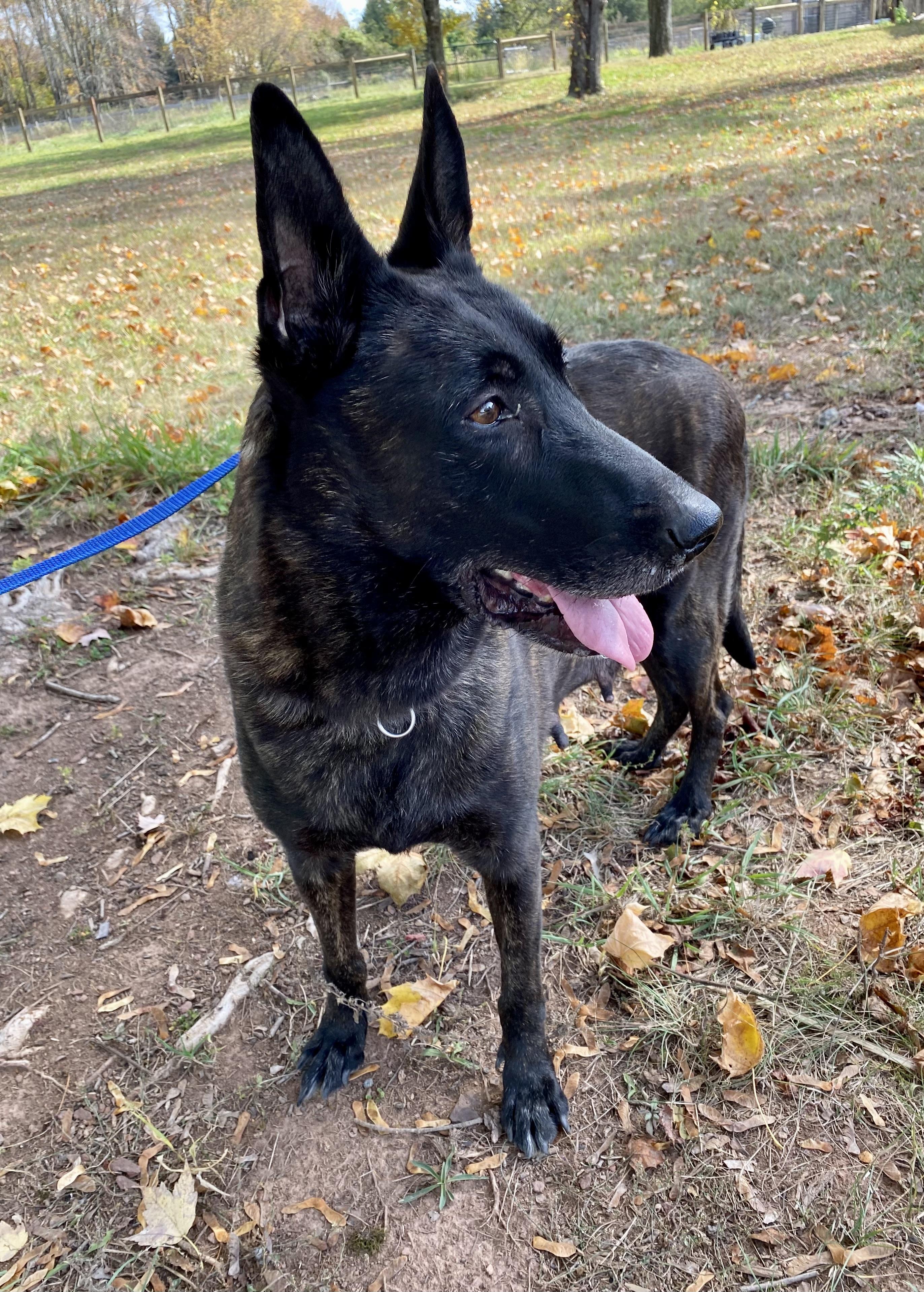 Alanna, a Adoptable Dutch Shepherd in Ewing, NJ image 4/6