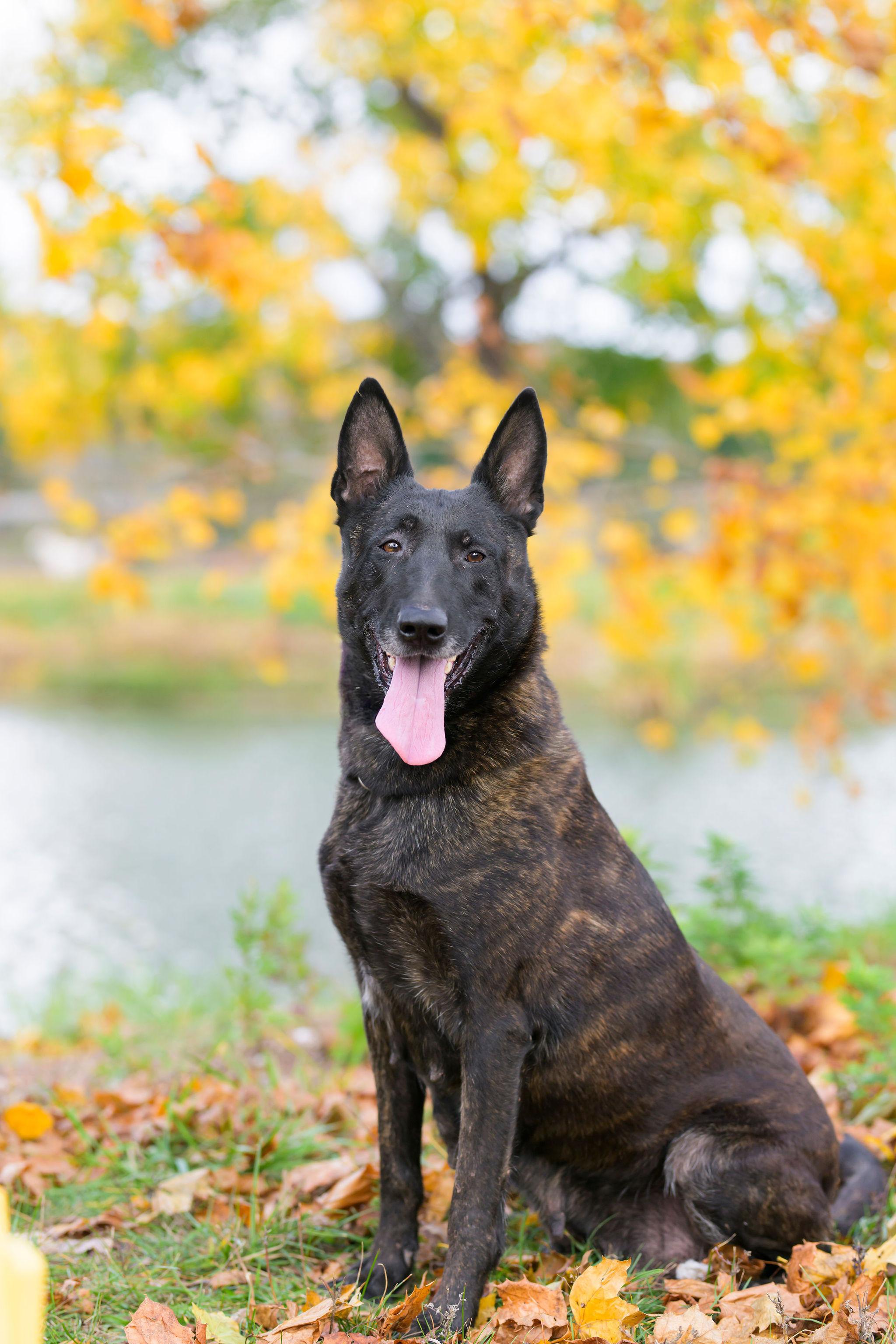 Alanna, a Adoptable Dutch Shepherd in Ewing, NJ image 5/6