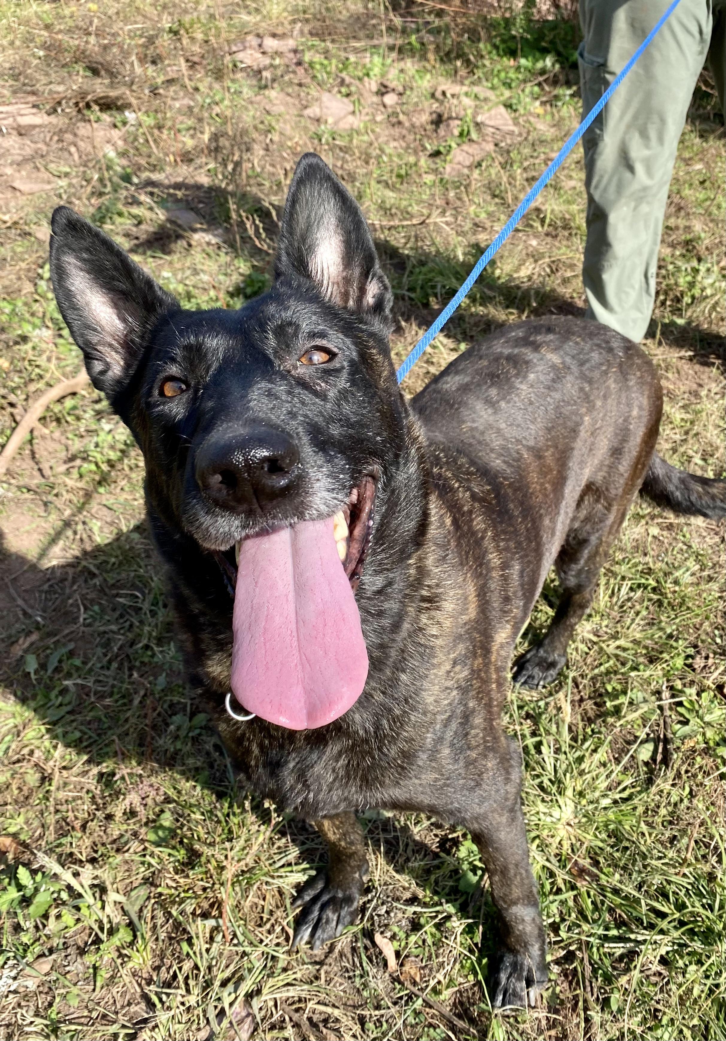 Alanna, a Adoptable Dutch Shepherd in Ewing, NJ image 6/6