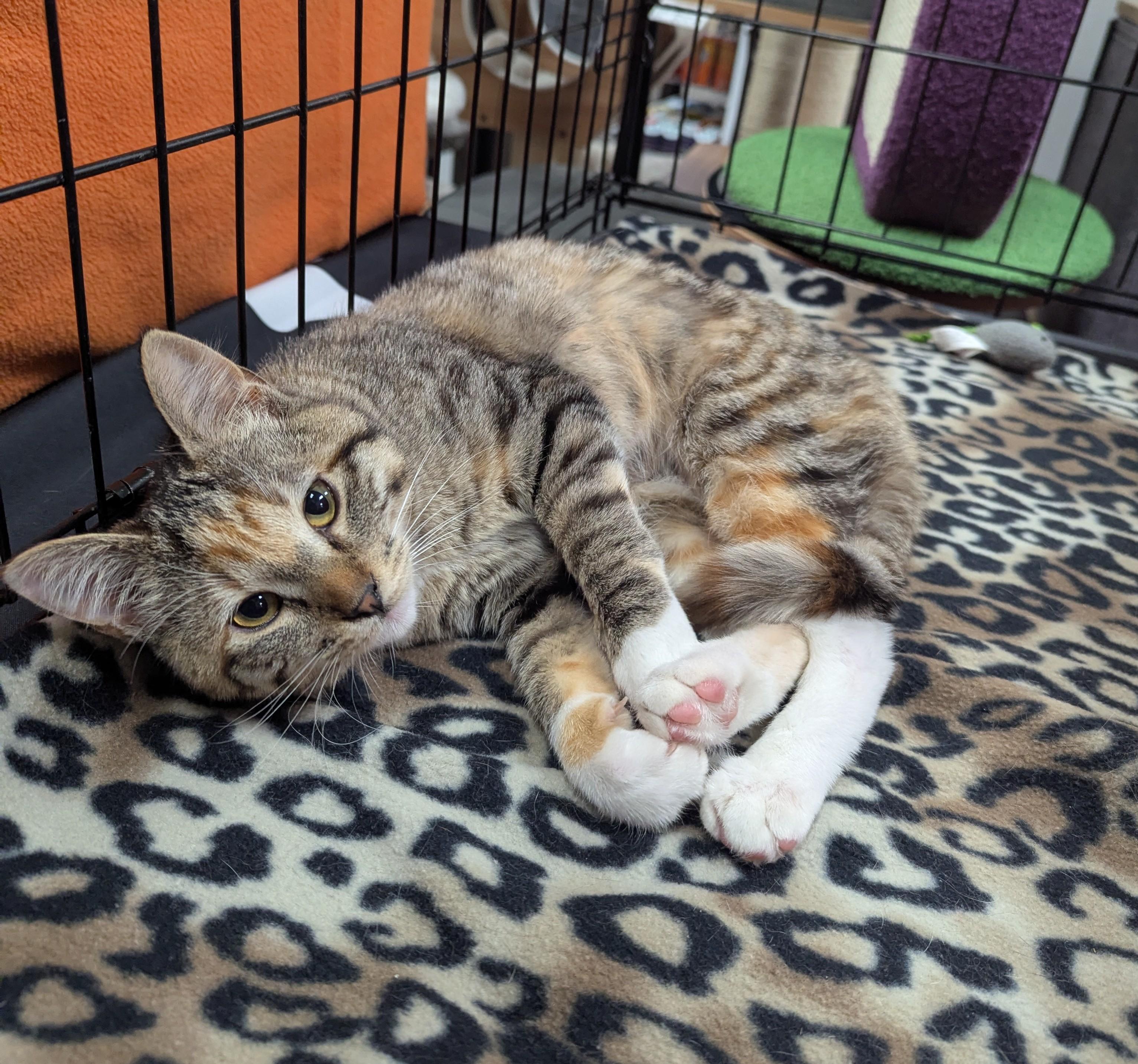 Enlarge Amber, an adopted mixed breed in West Richland, WA image 2/2