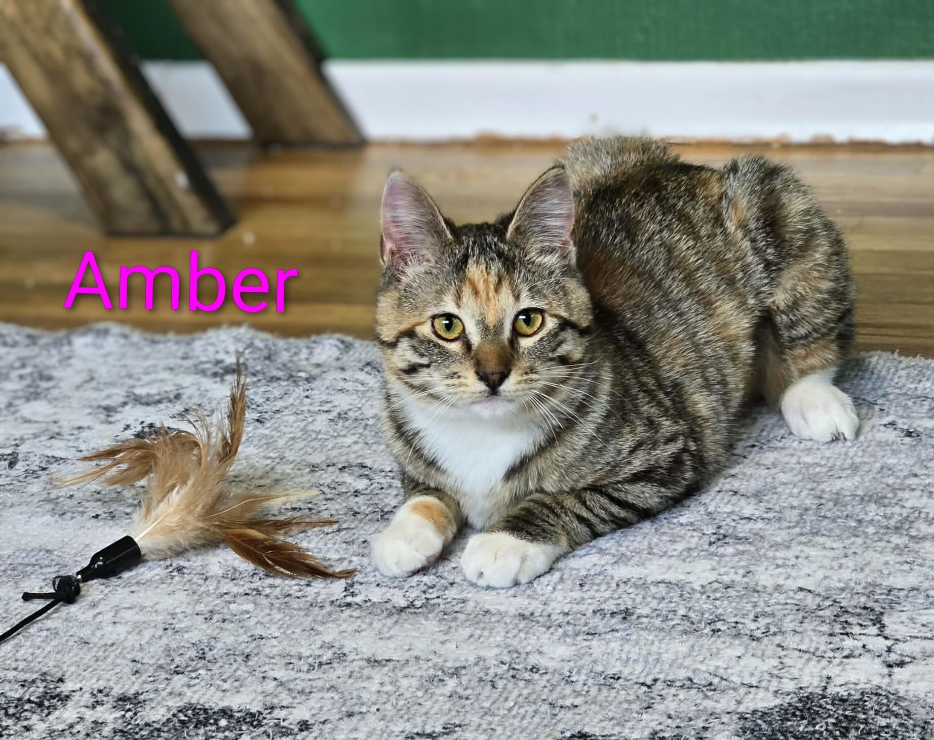 Amber, adopted, Kitten Female Domestic Short Hair & Torbie.
