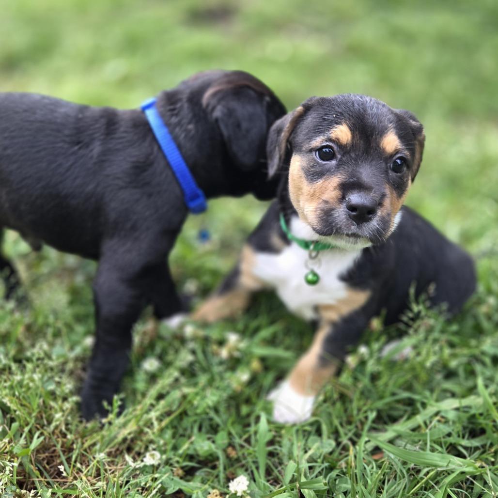 Enlarge Emerald Jade Greenball, a Adoptable mixed breed in Warwick, RI image 2/2