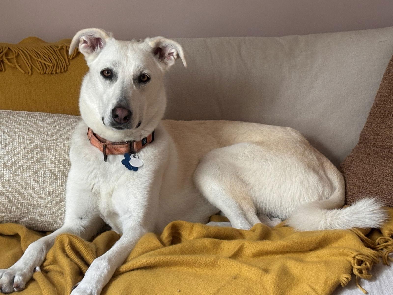 Enlarge Savvy, a Adoptable Shepherd in Minneapolis, MN image 1/3