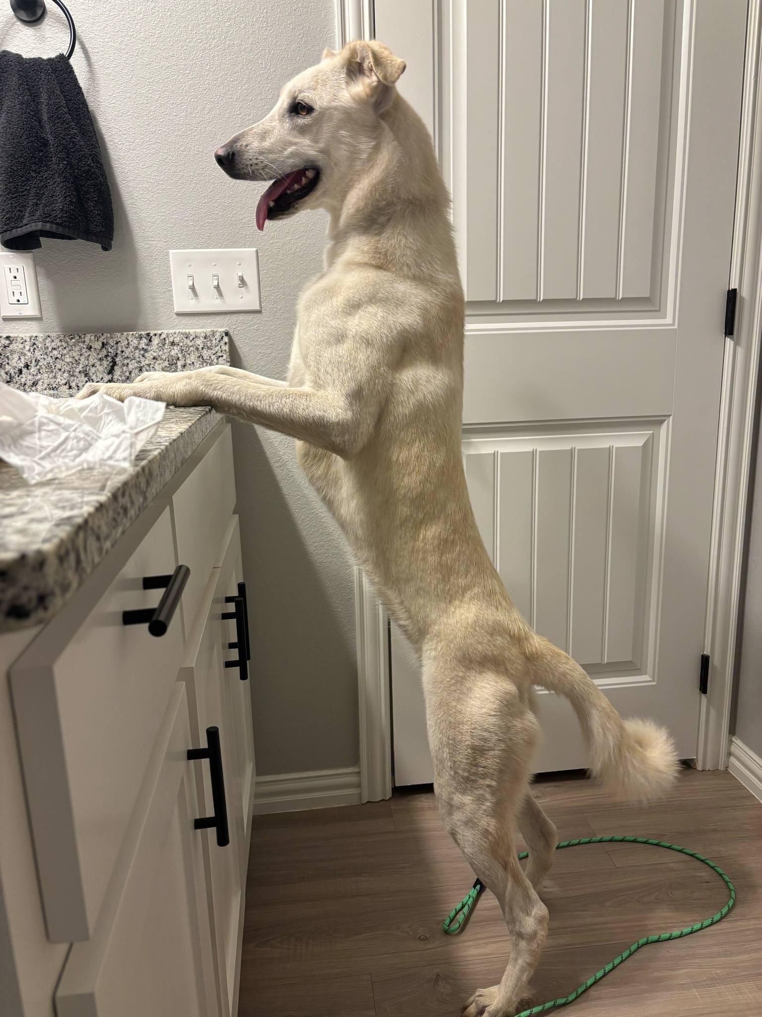 Enlarge Savvy, a Adoptable Shepherd in Minneapolis, MN image 2/3