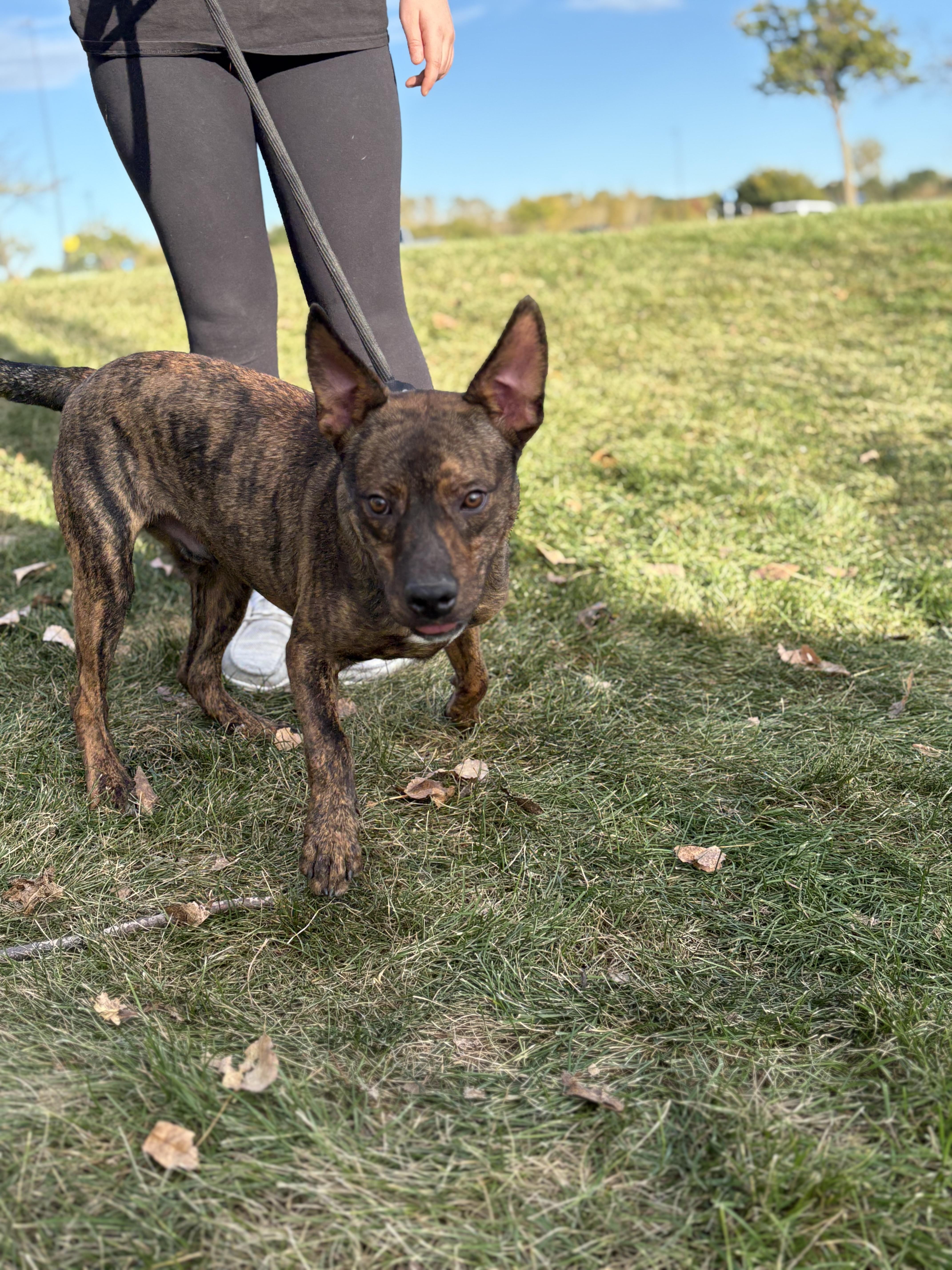 Enlarge Bandit Boo, an adoptable mixed breed in Zimmerman, MN image 3/4