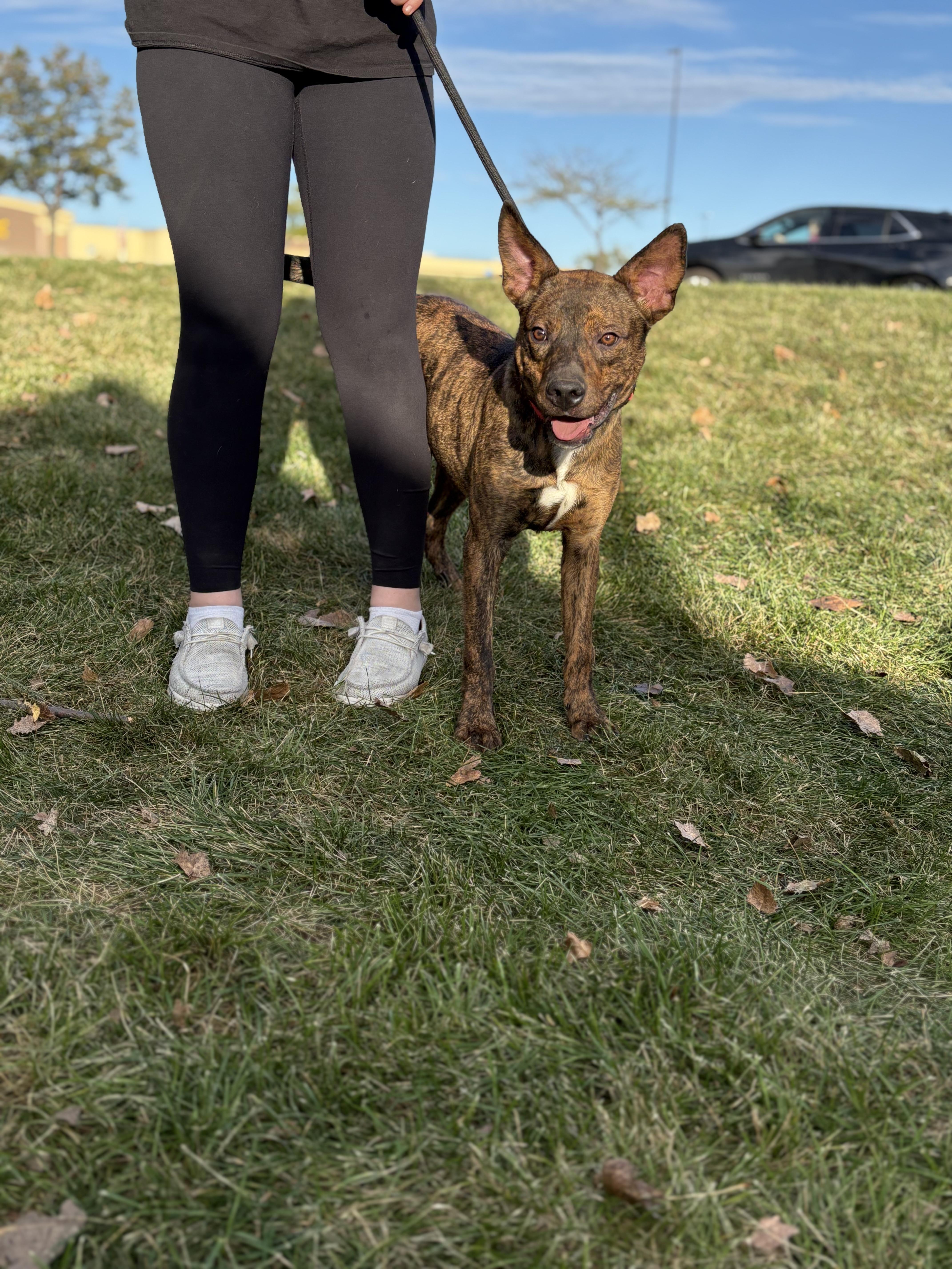 Enlarge Bandit Boo, an adoptable mixed breed in Zimmerman, MN image 1/4