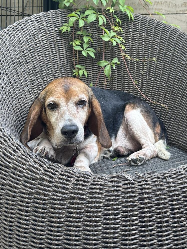 Wrigley, Adoptable, Senior Male Beagle.