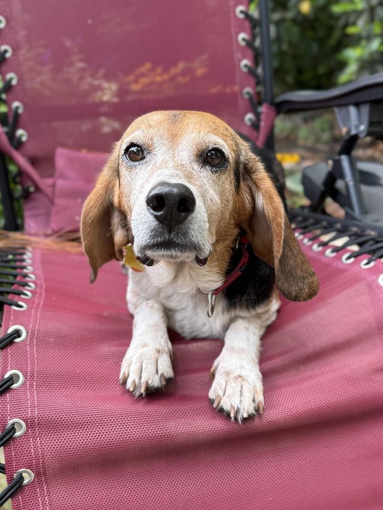Wrigley, Adoptable, Senior Male Beagle.