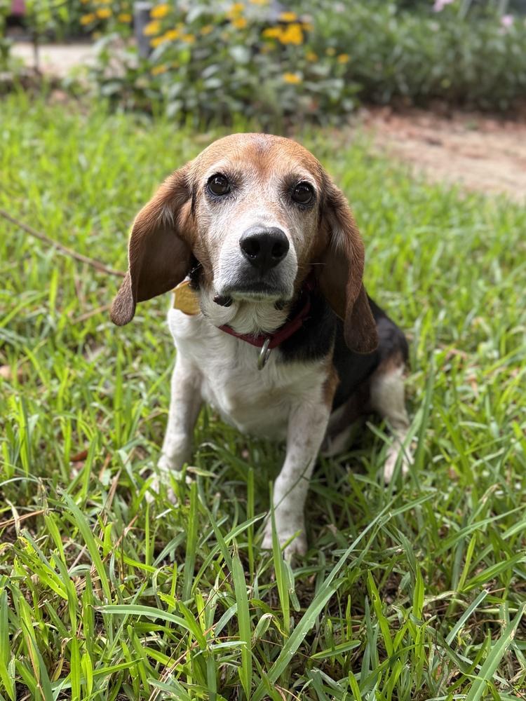 Wrigley, a Adoptable Beagle in Charleston, SC image 2/6