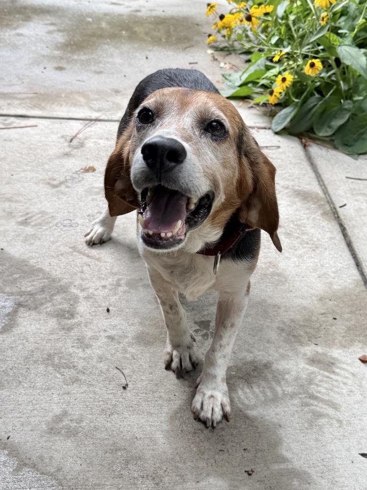 Wrigley, a Adoptable Beagle in Charleston, SC image 3/6