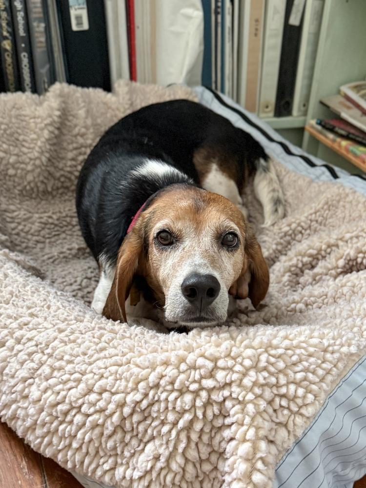 Wrigley, a Adoptable Beagle in Charleston, SC image 4/6