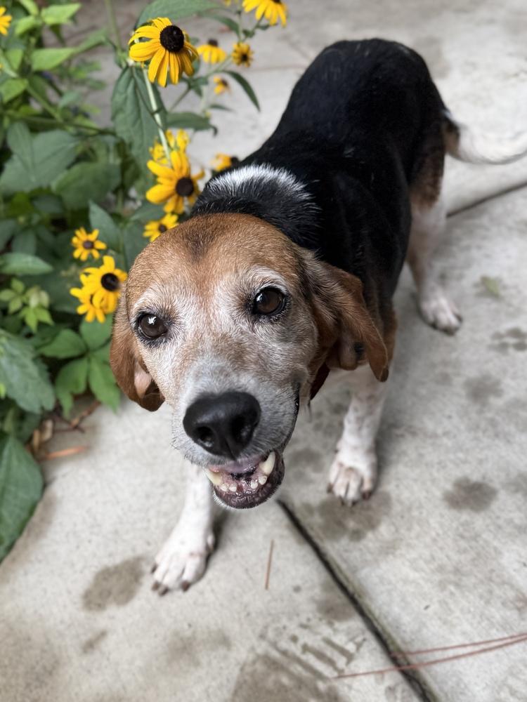 Wrigley, a Adoptable Beagle in Charleston, SC image 5/6
