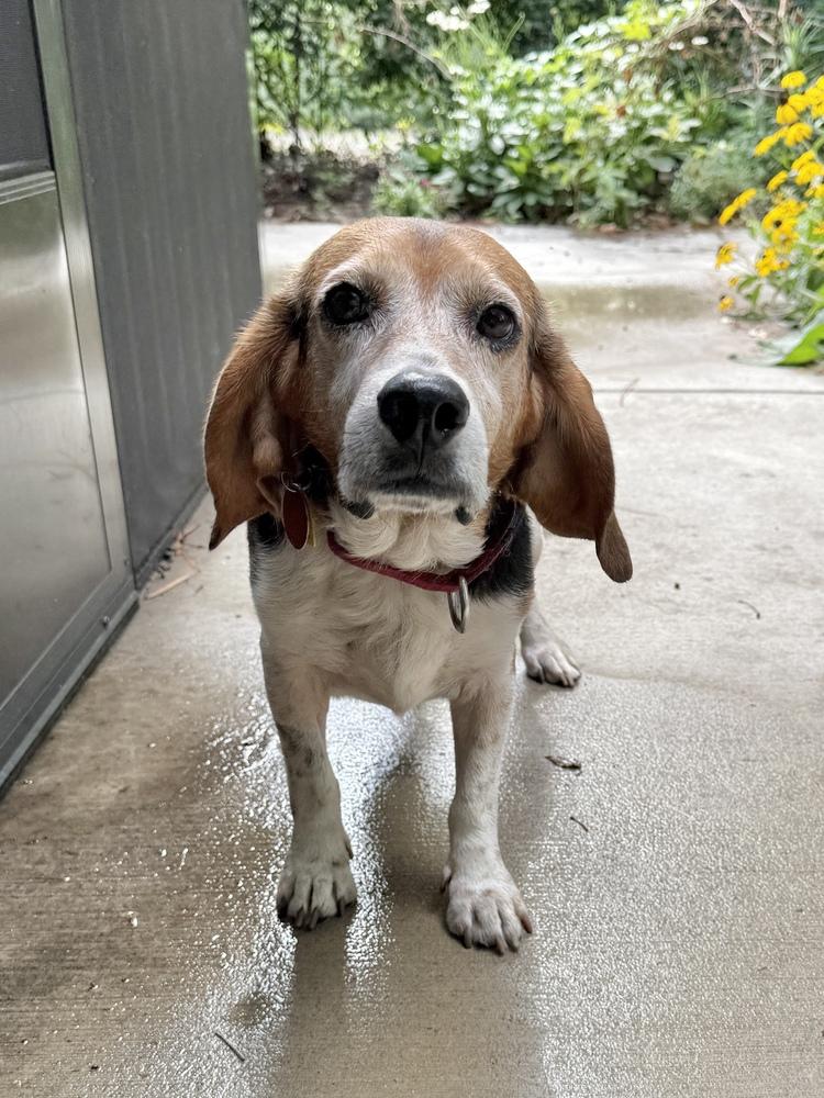 Wrigley, a Adoptable Beagle in Charleston, SC image 6/6