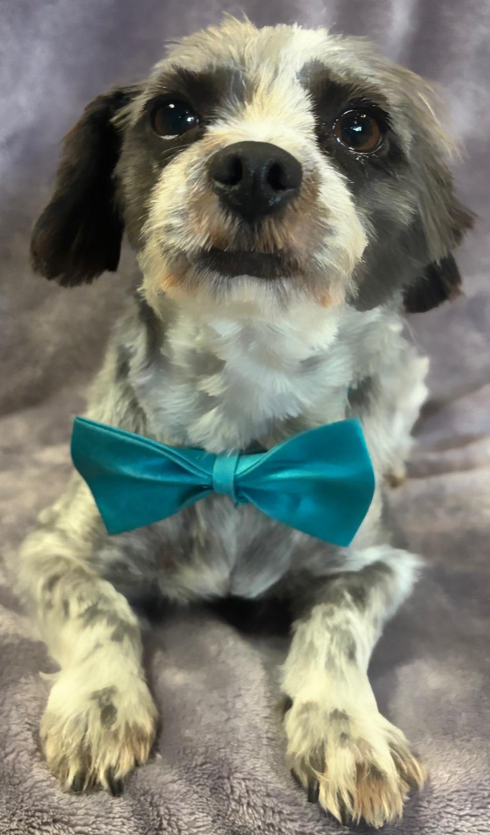 Roscoe, an adoptable Havanese, Poodle in Lodi, CA, 95241 | Photo Image 1
