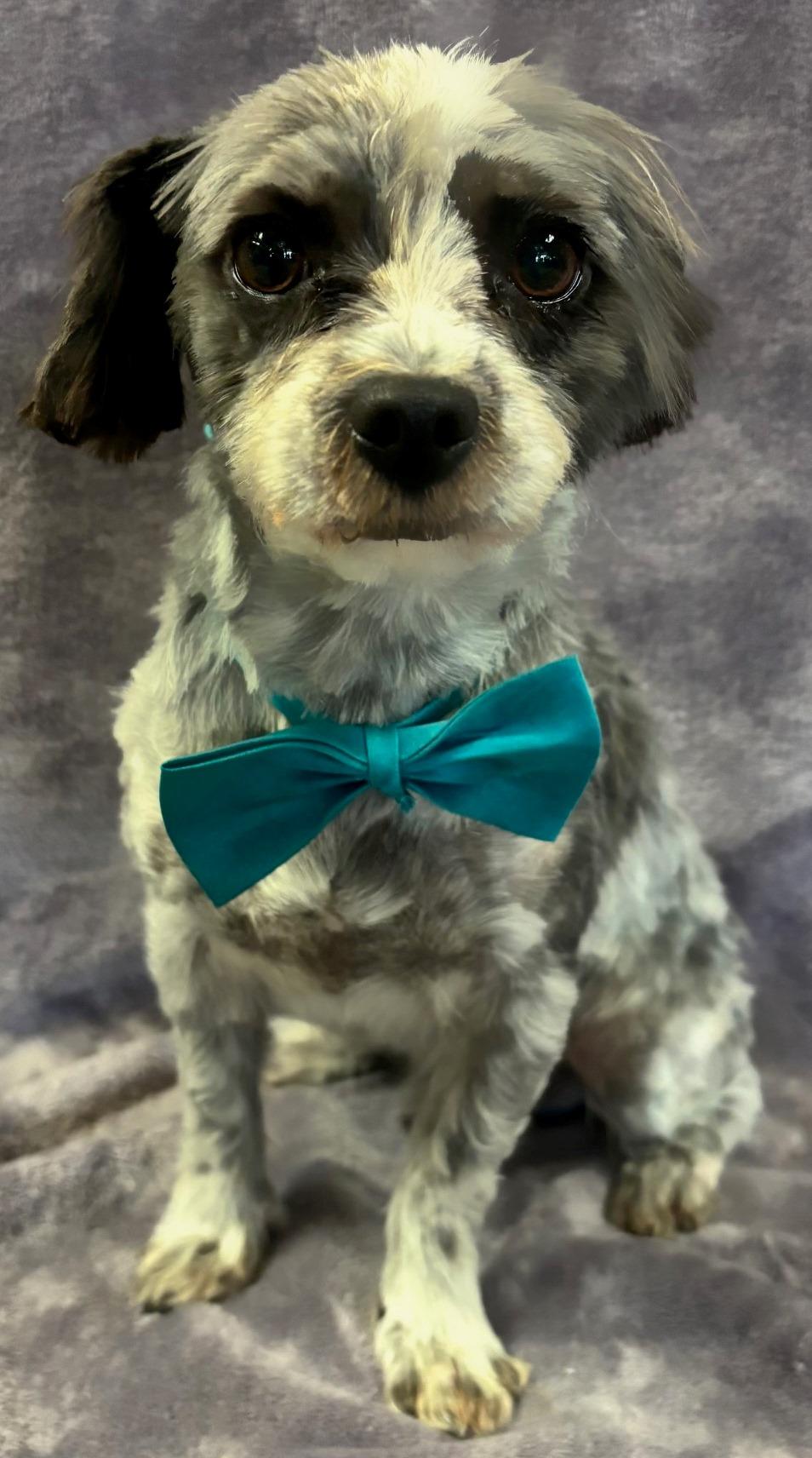 Roscoe, an adoptable Havanese, Poodle in Lodi, CA, 95241 | Photo Image 3