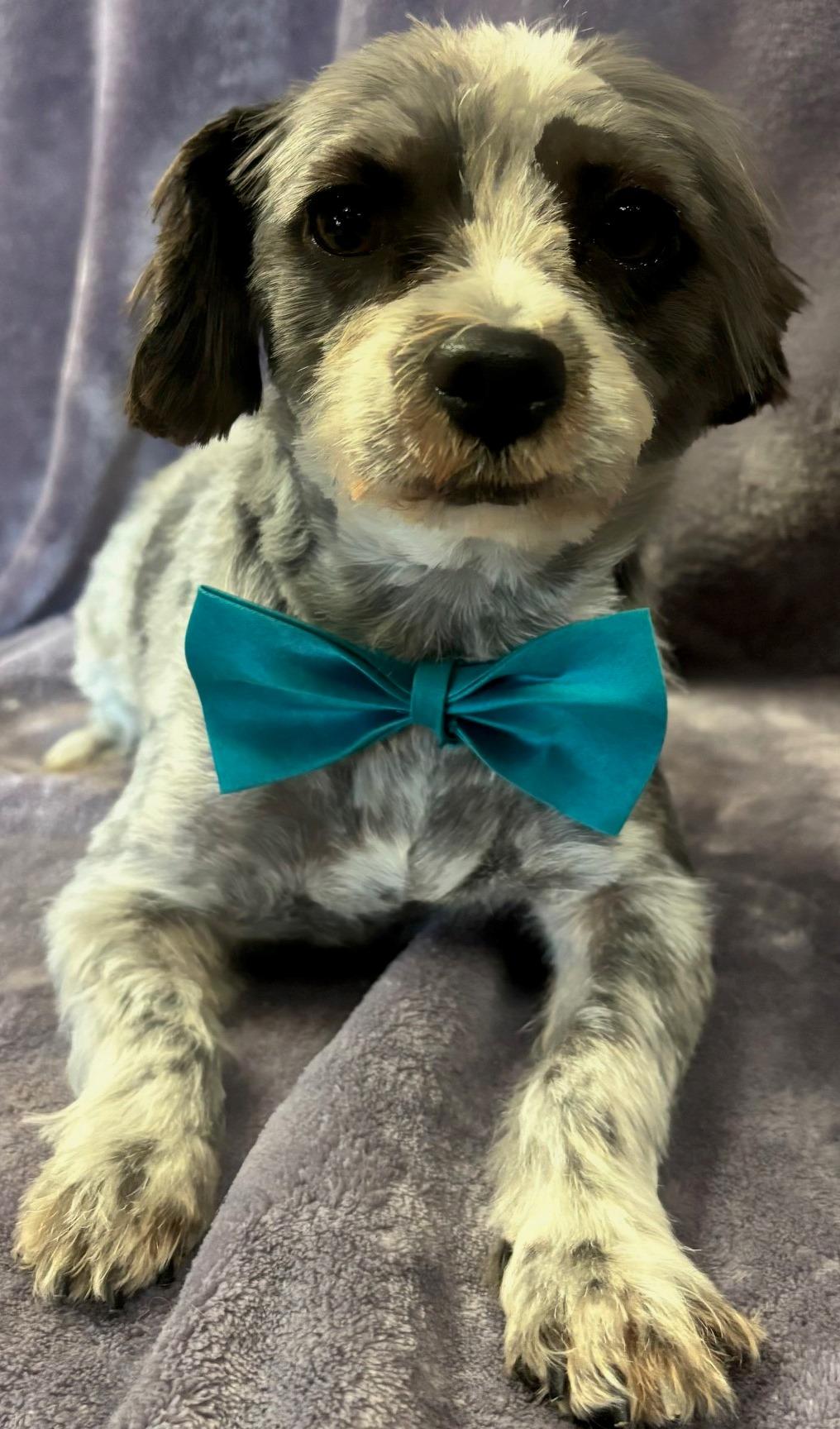 Roscoe, an adoptable Havanese, Poodle in Lodi, CA, 95241 | Photo Image 4