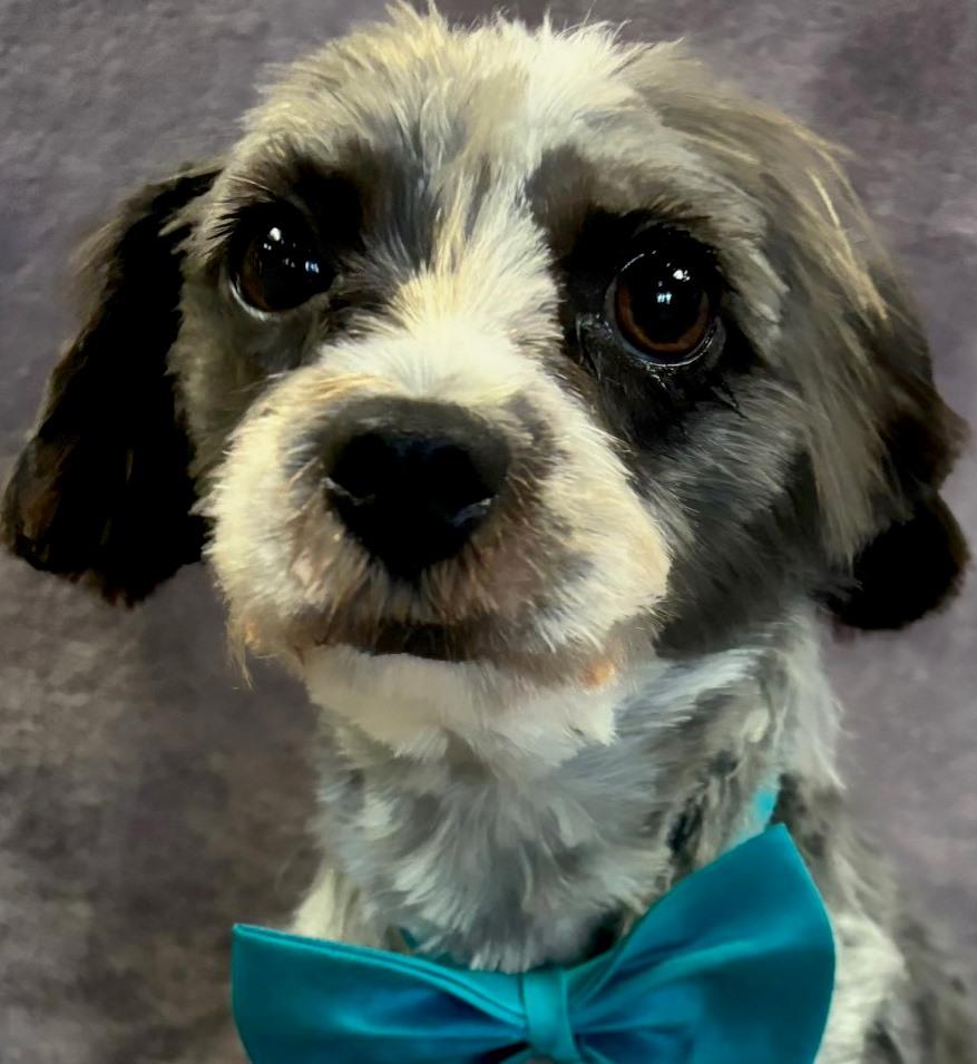Roscoe, an adoptable Havanese, Poodle in Lodi, CA, 95241 | Photo Image 2