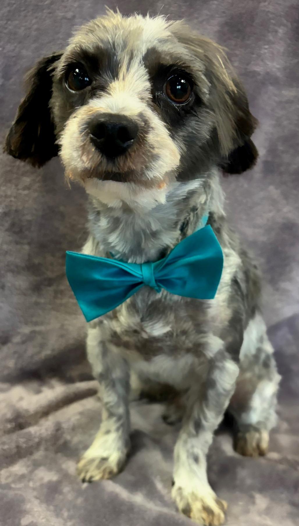 Roscoe, an adoptable Havanese, Poodle in Lodi, CA, 95241 | Photo Image 5