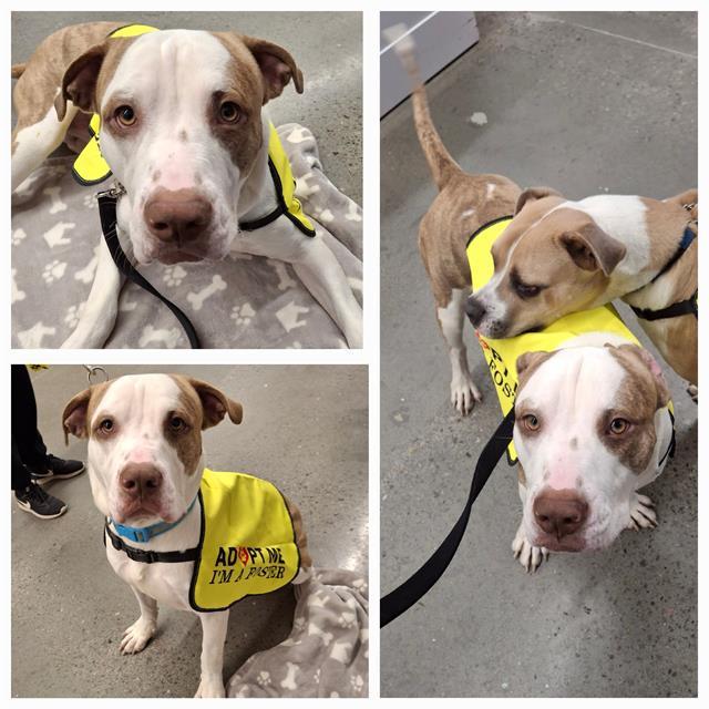 LUCKY, Adoptable, Young Male American Bulldog.