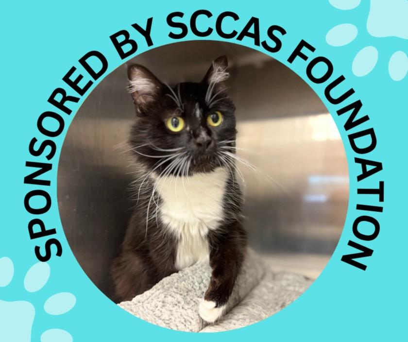 BLUE, Adoptable, Adult Female Domestic Medium Hair.