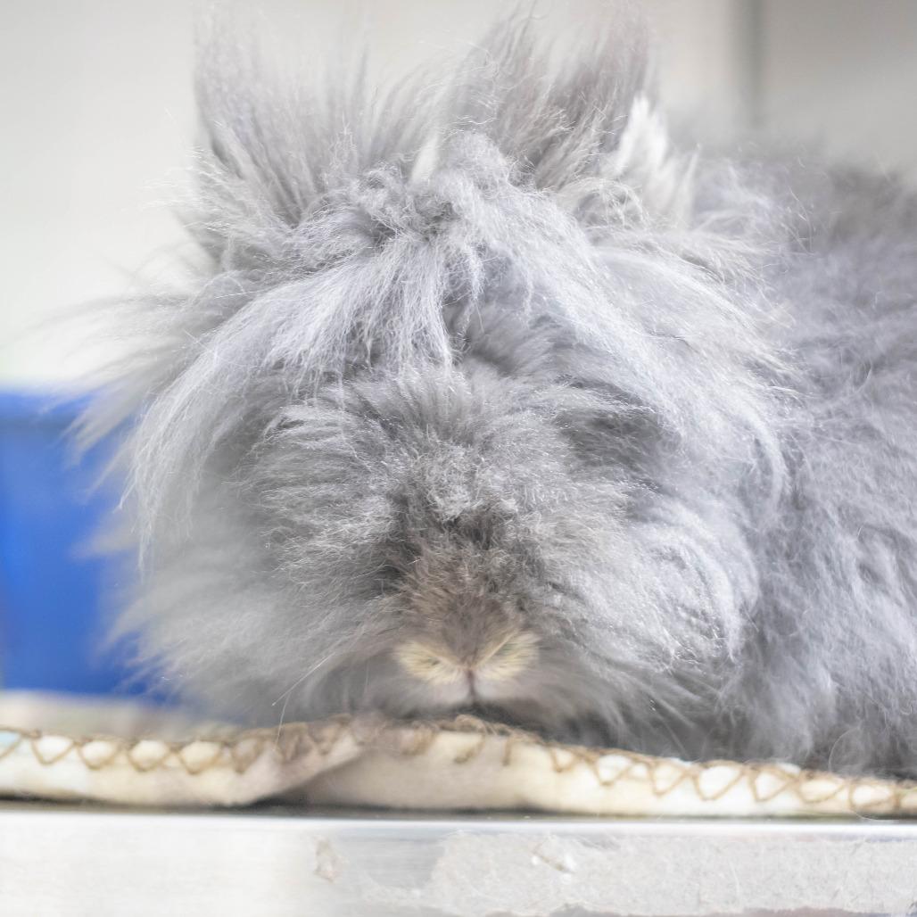 Poppy, Adoptable, Adult Female Lionhead & Bunny Rabbit.