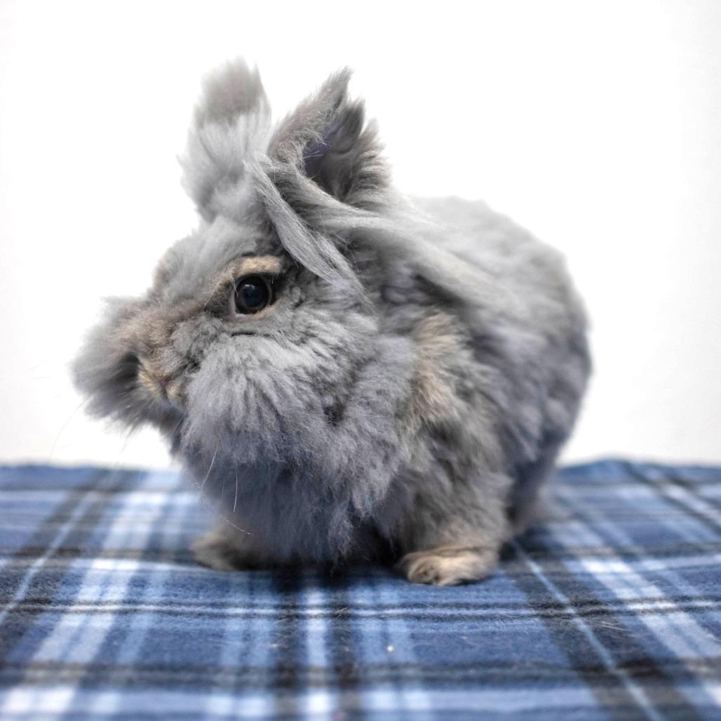 Poppy, a Adoptable mixed breed in San Diego, CA image 2/6