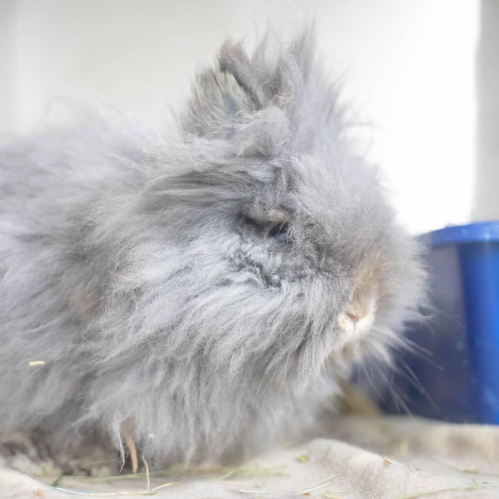 Poppy, a Adoptable mixed breed in San Diego, CA image 4/6