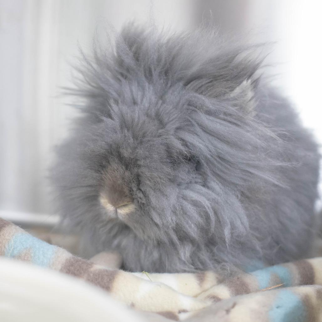 Poppy, a Adoptable mixed breed in San Diego, CA image 5/6