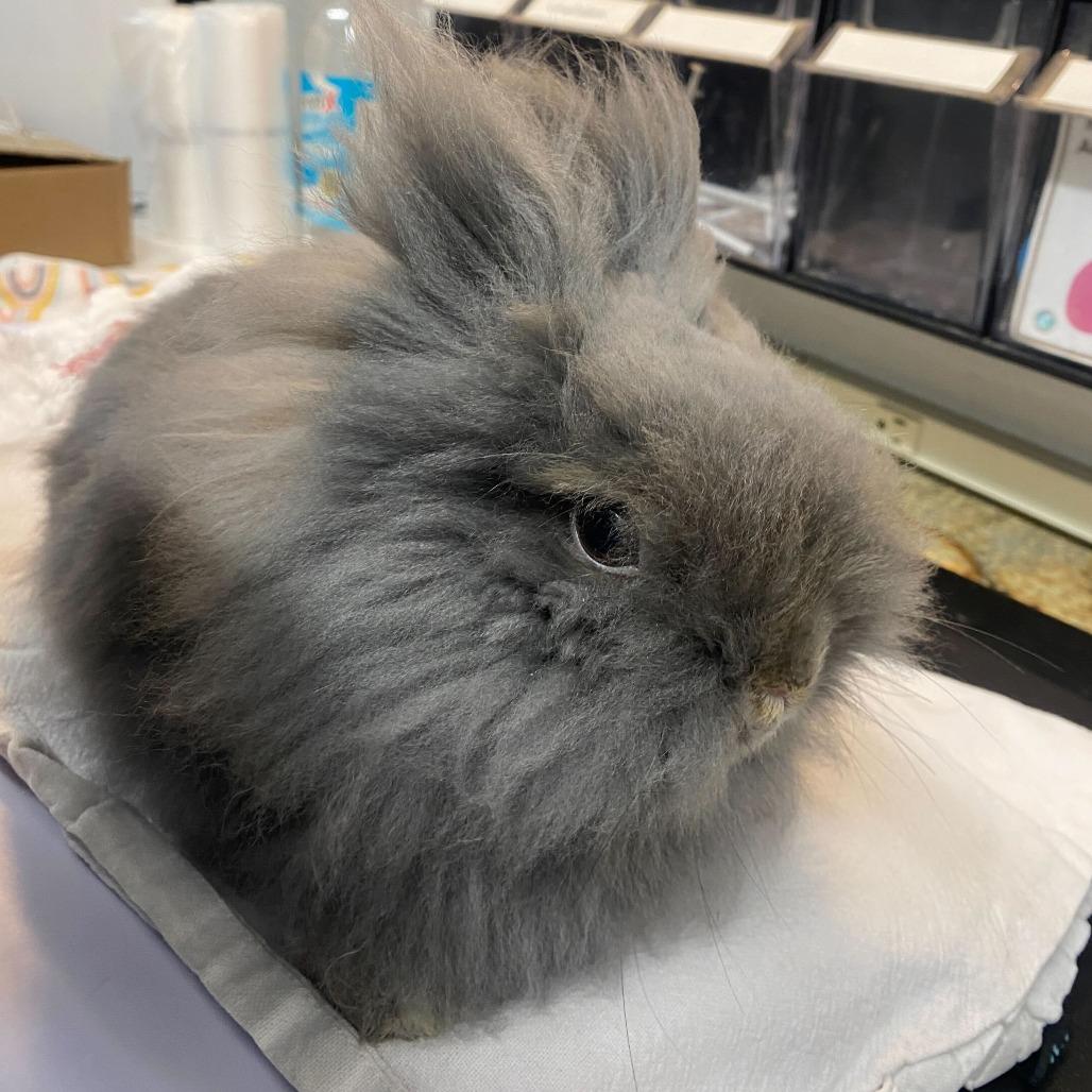 Poppy, a Adoptable mixed breed in San Diego, CA image 6/6