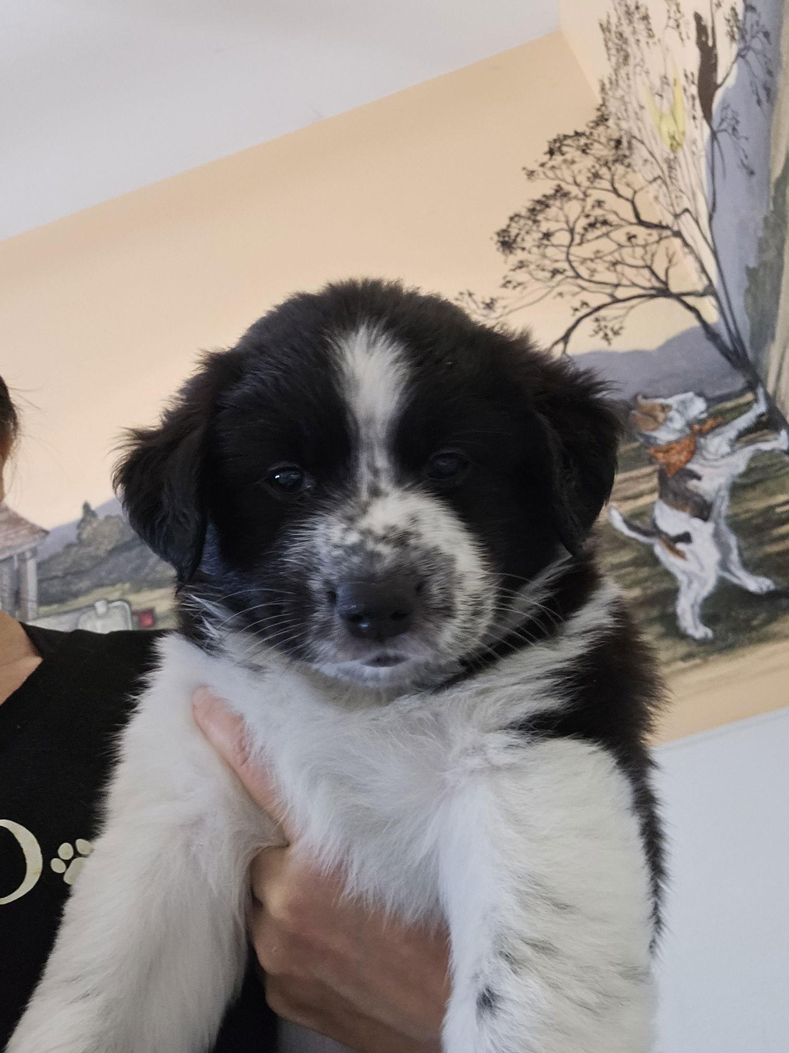 Enlarge OLIVE, a Adoptable Border Collie in Agoura Hills, CA image 1/3