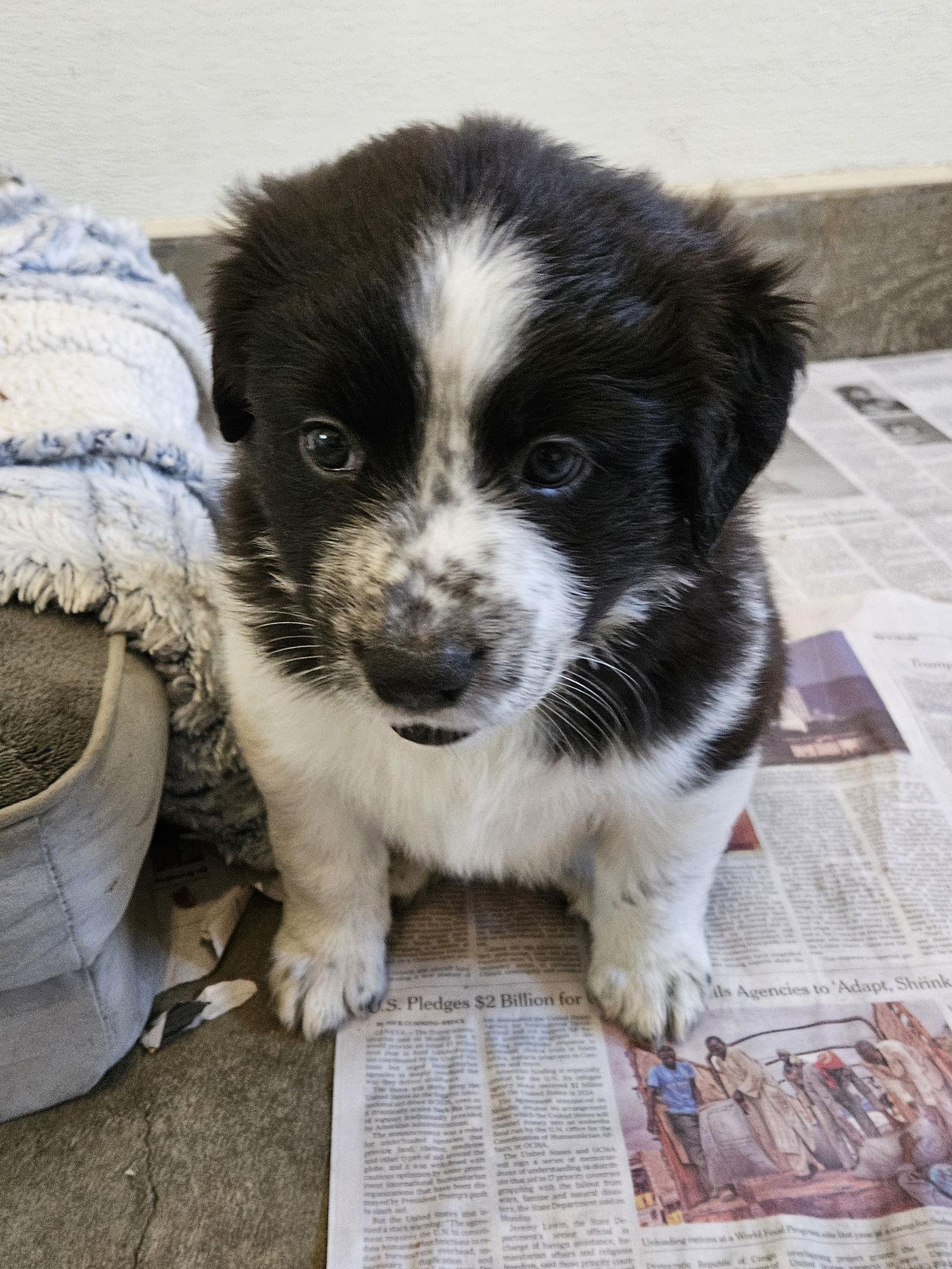 Enlarge OLIVE, a Adoptable Border Collie in Agoura Hills, CA image 2/3