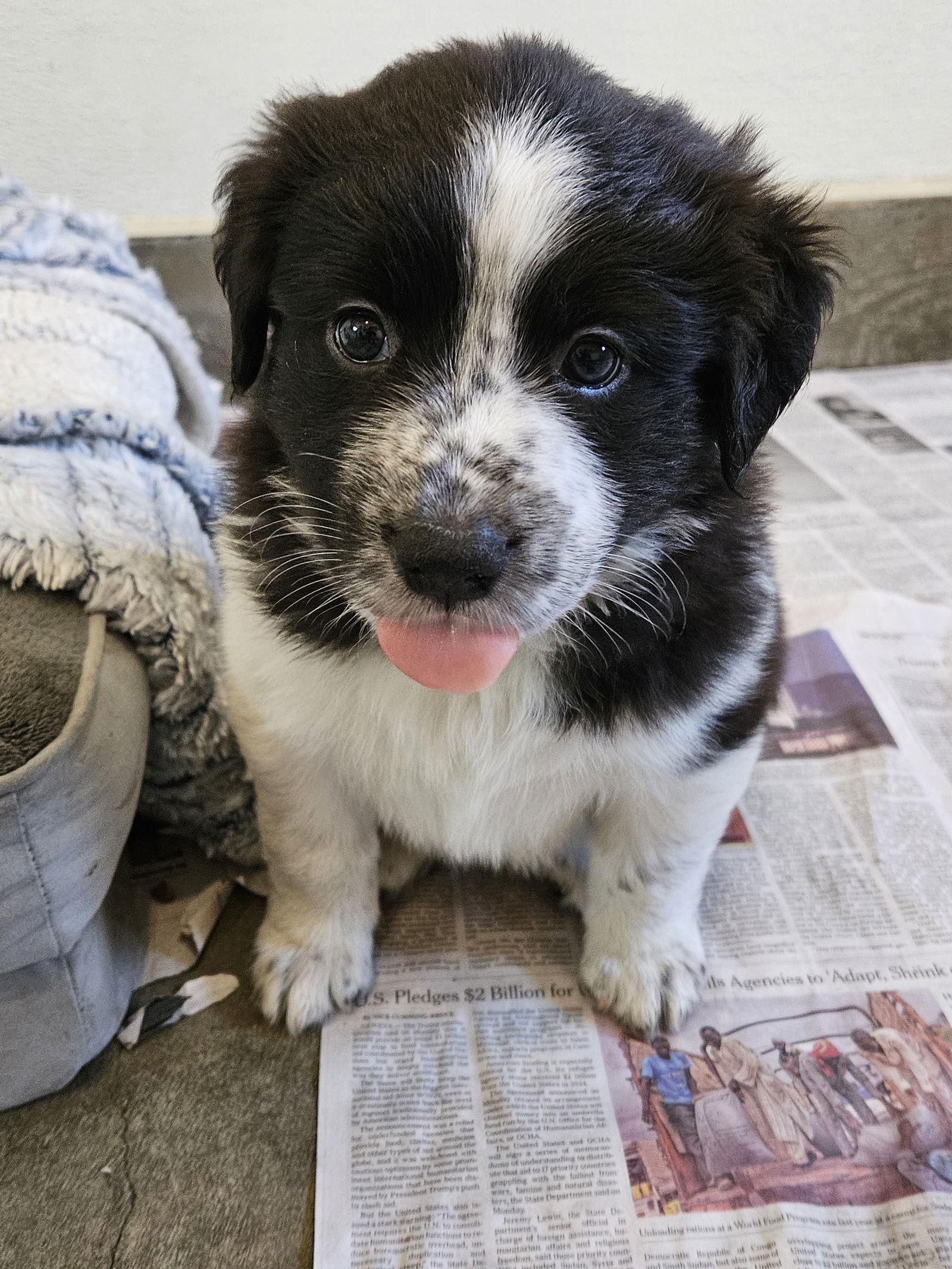 Enlarge OLIVE, a Adoptable Border Collie in Agoura Hills, CA image 3/3