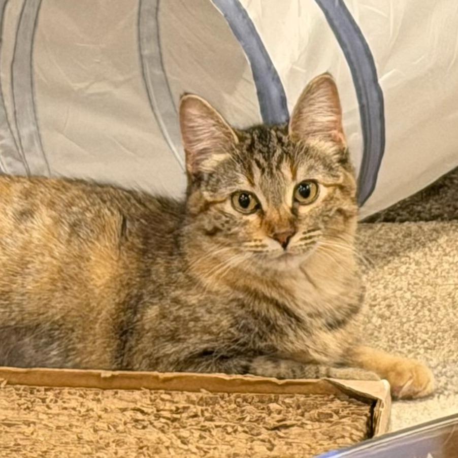 Enlarge Halcyon, a Adoptable Domestic Short Hair in Chaska, MN image 1/5