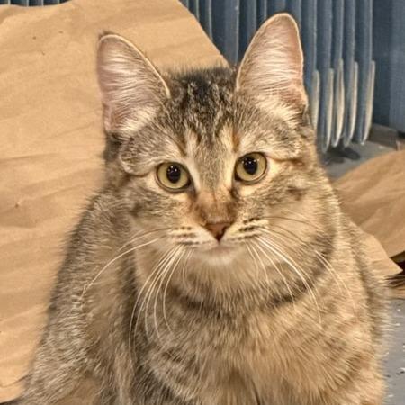 Enlarge Halcyon, a Adoptable Domestic Short Hair in Chaska, MN image 2/5