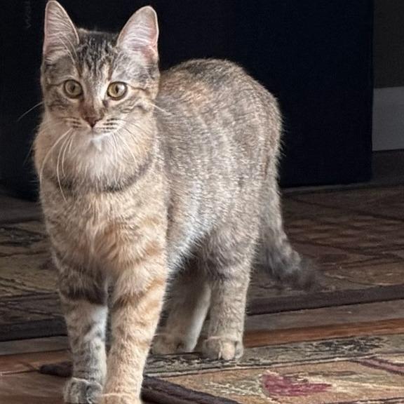 Enlarge Halcyon, a Adoptable Domestic Short Hair in Chaska, MN image 3/5