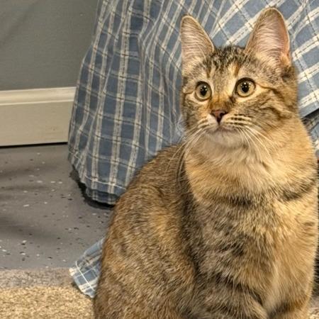 Enlarge Halcyon, a Adoptable Domestic Short Hair in Chaska, MN image 4/5