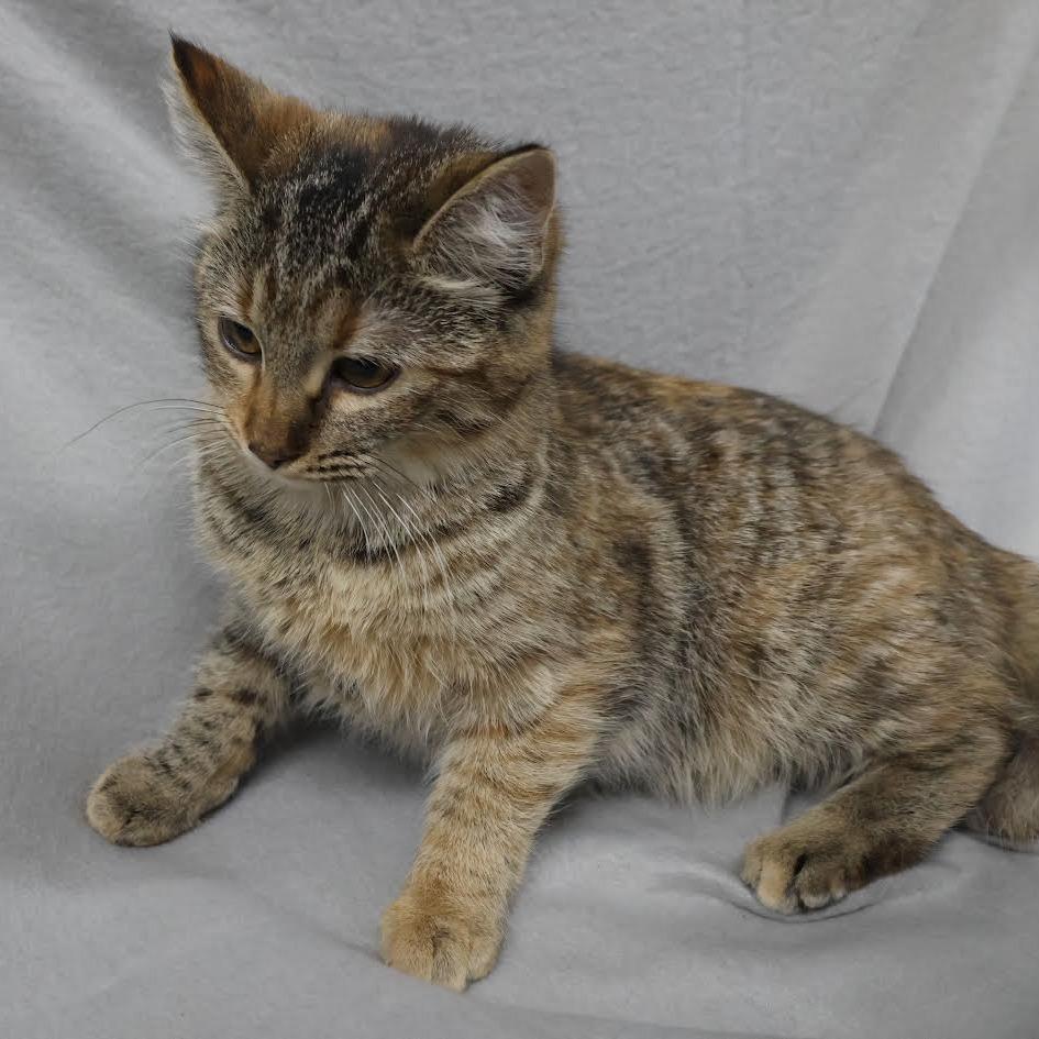 Enlarge Halcyon, a Adoptable Domestic Short Hair in Chaska, MN image 5/5
