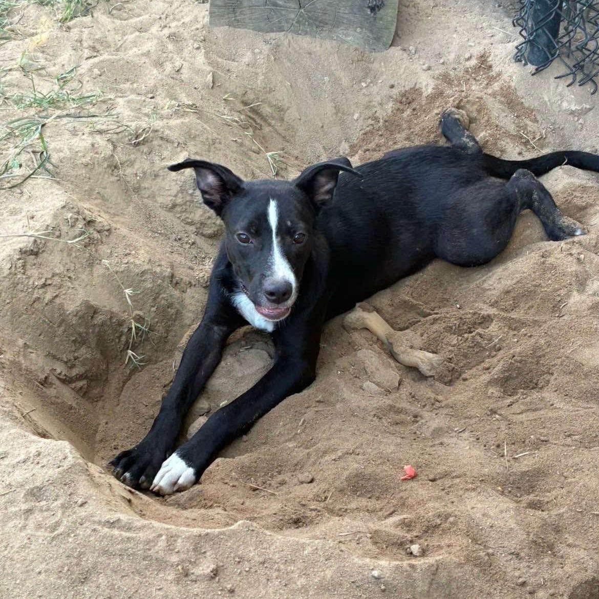 Enlarge Spice, a Adoptable mixed breed in Brewton, AL image 1/1