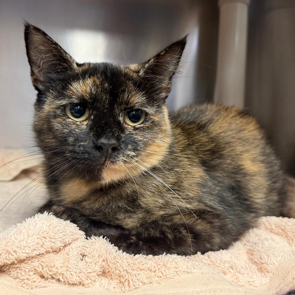 "Churro", a Adoptable Domestic Short Hair in Conshohocken, PA image 1/5