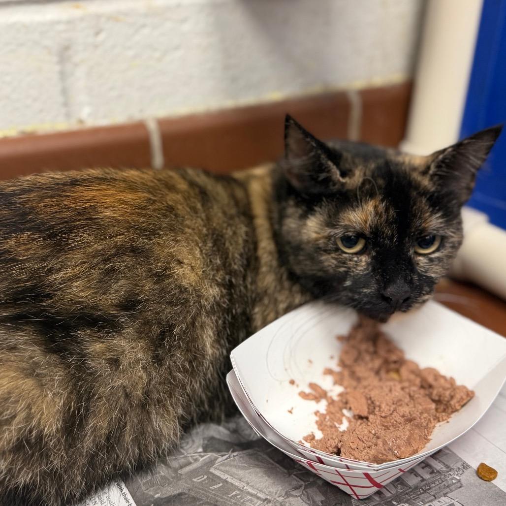 "Churro", Adoptable, Adult Female Domestic Short Hair.