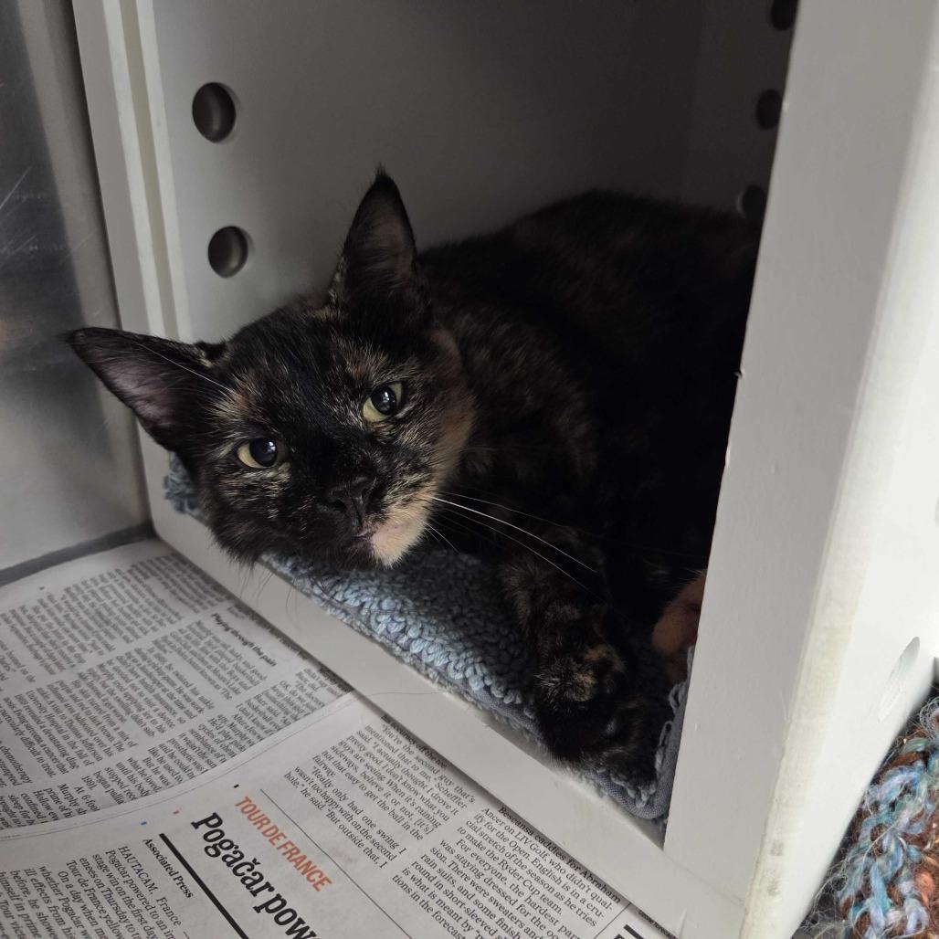 "Churro", a Adoptable Domestic Short Hair in Conshohocken, PA image 3/5