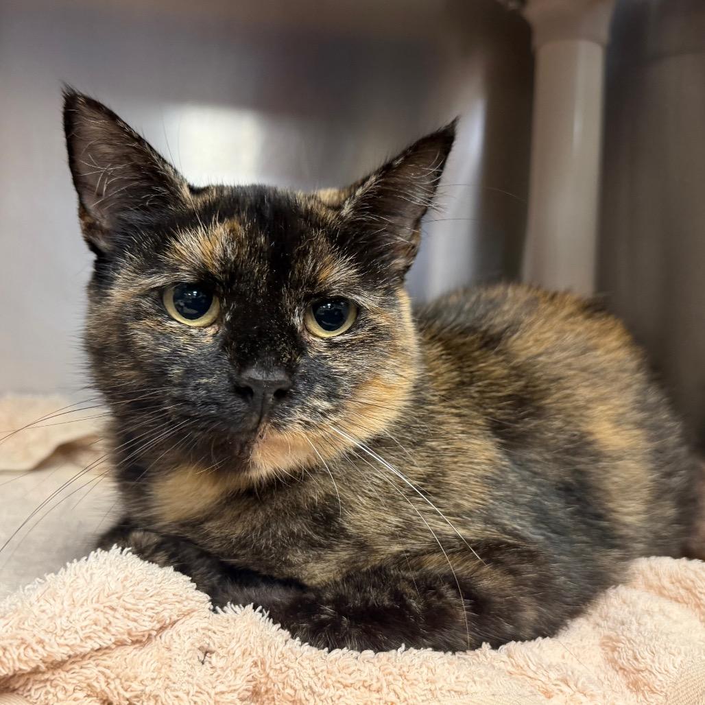 "Churro", a Adoptable Domestic Short Hair in Conshohocken, PA image 4/5