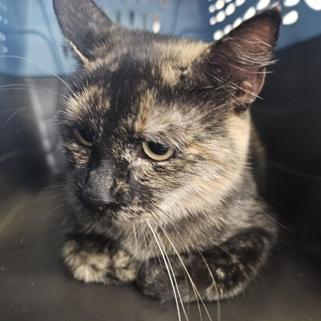 "Churro", a Adoptable Domestic Short Hair in Conshohocken, PA image 5/5