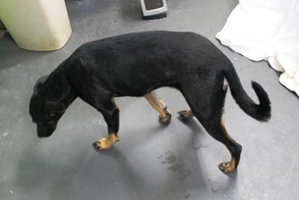 Nova, Adoptable, Young Female Labrador Retriever & Mixed Breed.