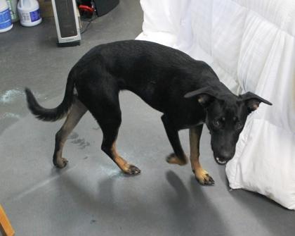 Enlarge Nova, a Adoptable mixed breed in Picayune, MS image 2/3