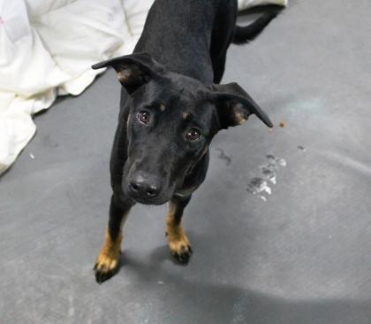 Enlarge Nova, a Adoptable mixed breed in Picayune, MS image 3/3