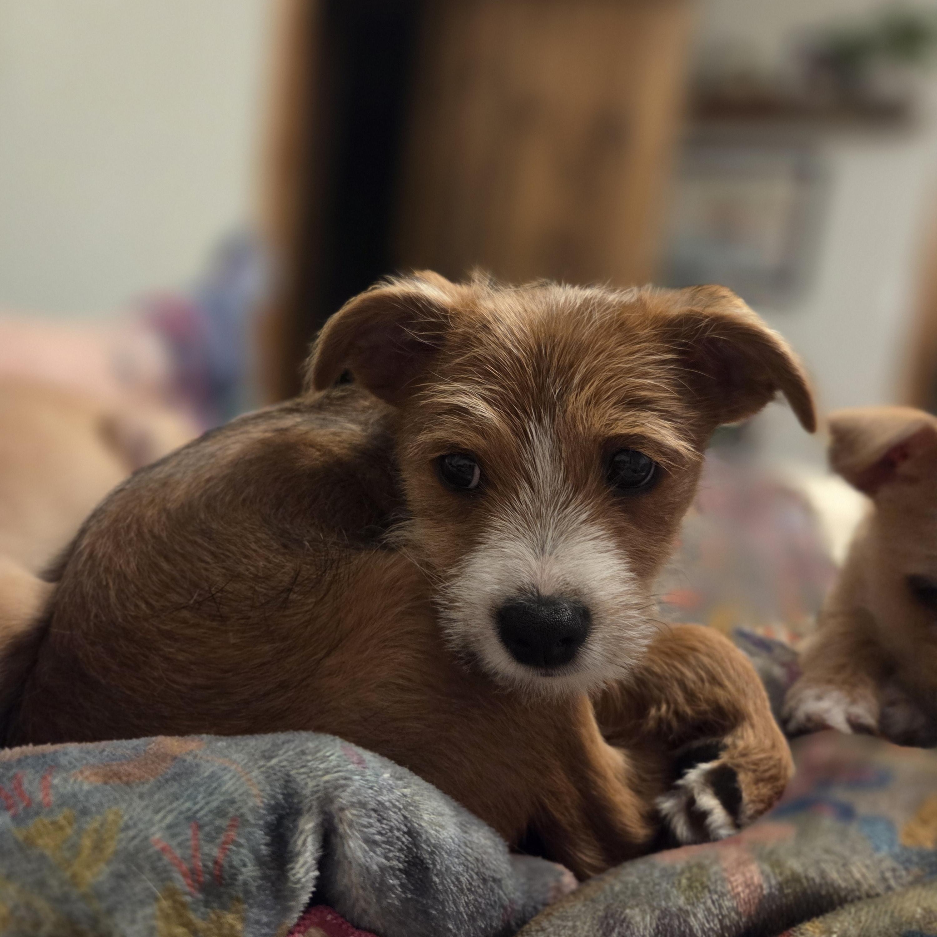 Mitchell, an adopted mixed breed in Carr, CO image 3/5