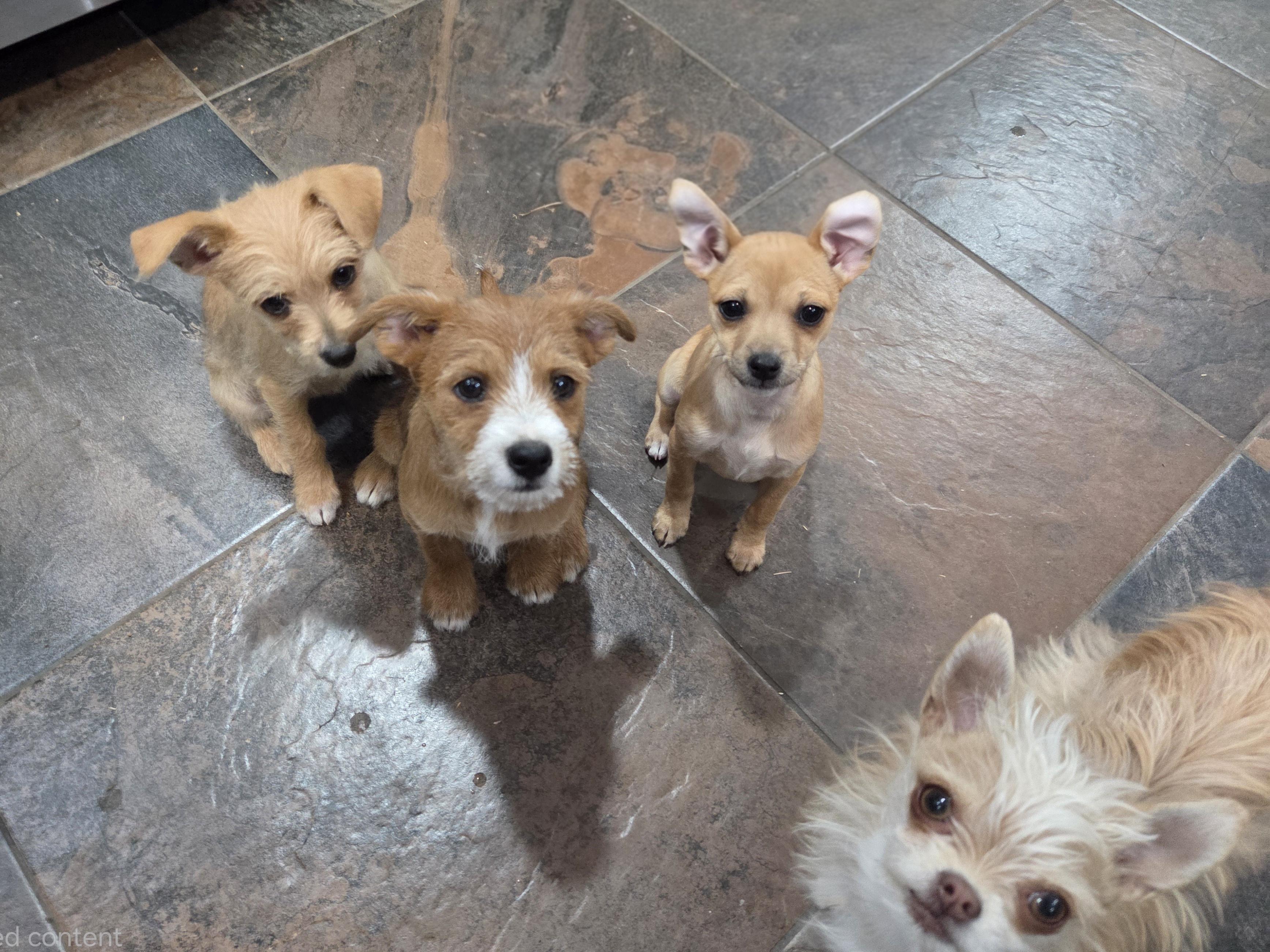 Mitchell, an adopted mixed breed in Carr, CO image 5/5