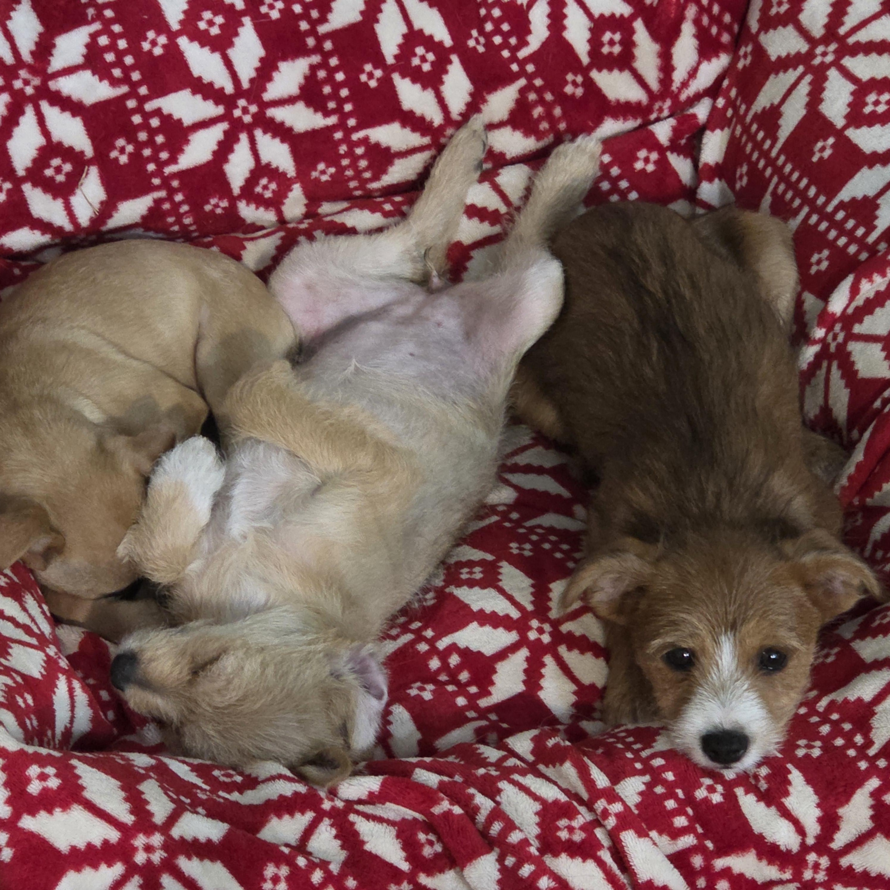 Mitchell, an adopted mixed breed in Carr, CO image 4/5