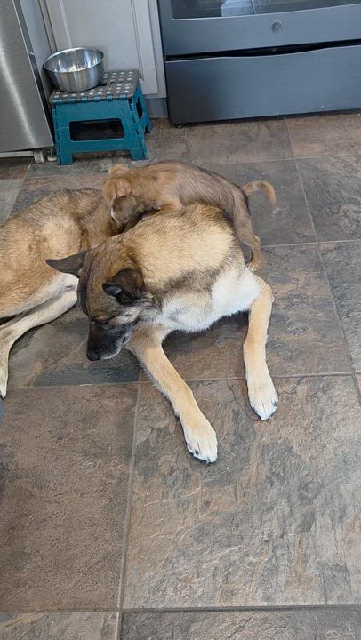 Enlarge Mitchell, an adopted mixed breed in Carr, CO video 2/5